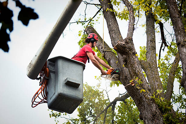 Best Emergency Tree Removal  in Farrell, PA